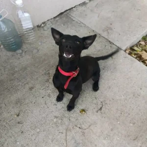Lola