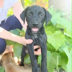 Sonja