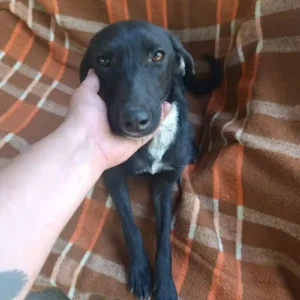 Spasa