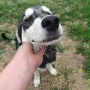 Vuki