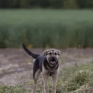 Vukica